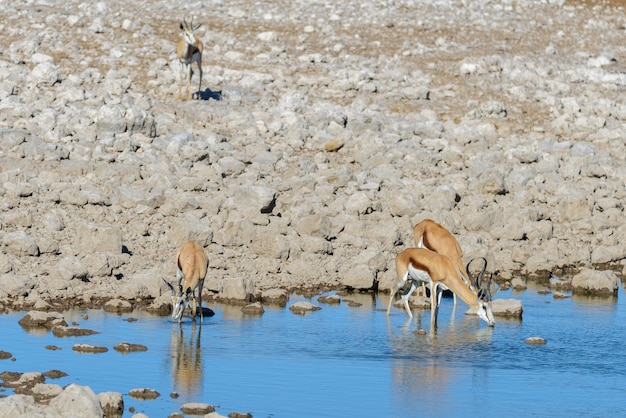 Antílopes selvagens da gazela na savana africana