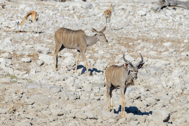 Antílopes selvagens de kudu na savana africana