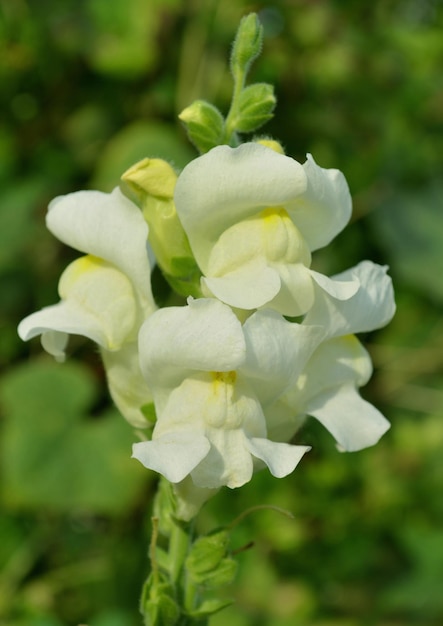 Antirrhinum branco no jardim