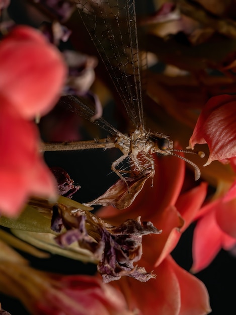 Antlion insecto de la familia Myrmeleontidae en una planta con flores