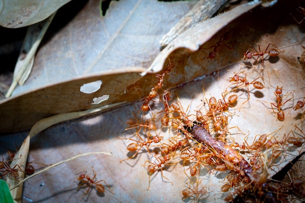 Ants Teamwork Transfer Regenwurm für Lebensmittel