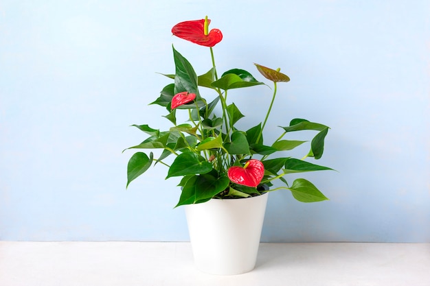 Antúrio de planta doméstica em vaso branco