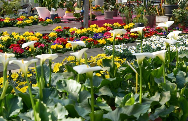 Anzeige oder bunte Blumen in einem Blumenladen