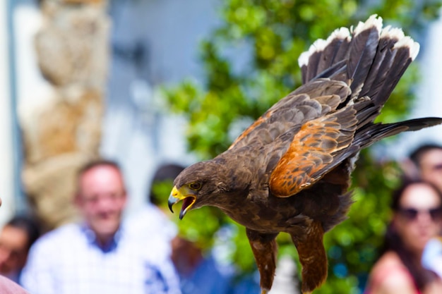 Anzeige von Greifvögeln, Steinadler