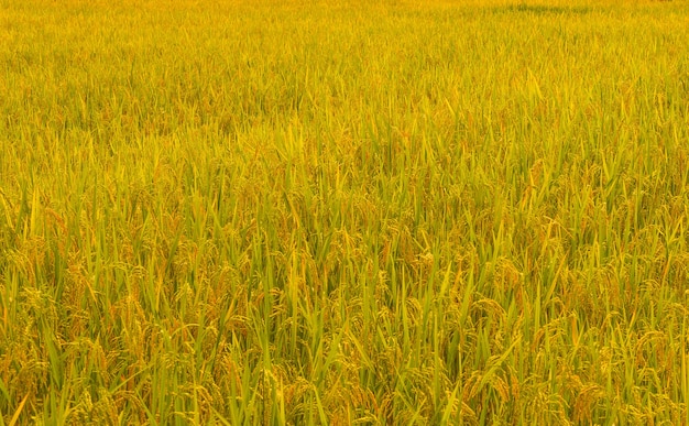 Ao lado do amarelo dourado Pronto para a colheita