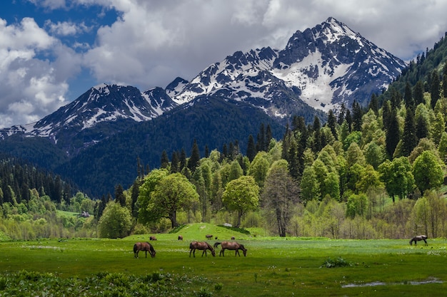 Ao longo dos prados da abkhazia, uma manada de cavalos está andando. bela vista das altas montanhas, geleiras, vegetação.