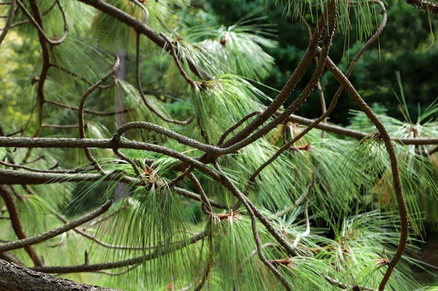 Apache Pine Tree, um gênero de coníferas e arbustos da família dos pinheiros Pinaceae.