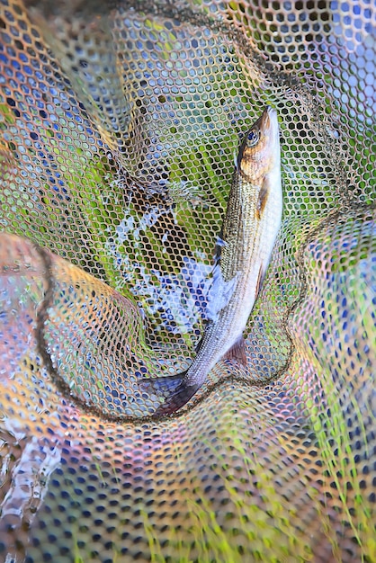 apanhado peixe fresco europeu grayling vida selvagem passatempo pesca