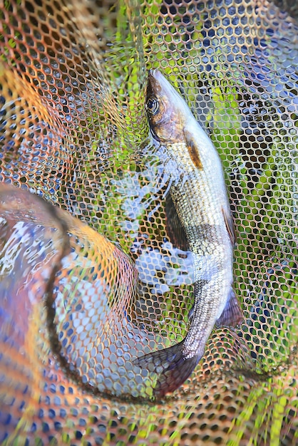 apanhado peixe fresco europeu grayling vida selvagem passatempo pesca