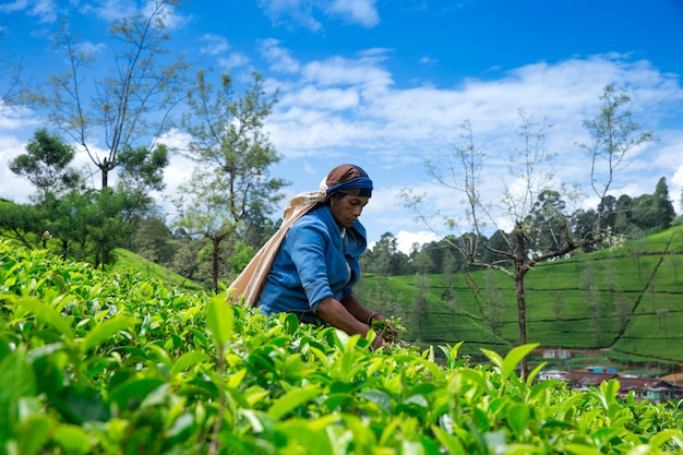 Apanhadora de chá em uma plantação de chá em Mackwoods