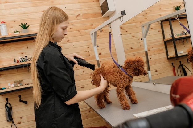 Aparador de animais de estimação feminino profissional xícara de chá seca pele de cachorro poodle com um secador de cabelo após a lavagem no salão de beleza Conceito de preparação