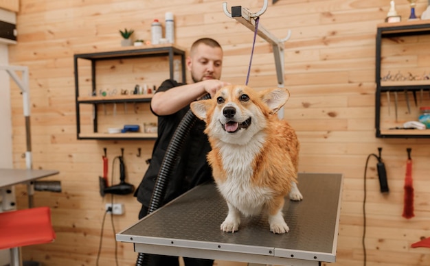 Aparador de animais de estimação masculino profissional seco Welsh Corgi Pembroke pele de cachorro com um secador de cabelo após a lavagem no salão de beleza Conceito de preparação