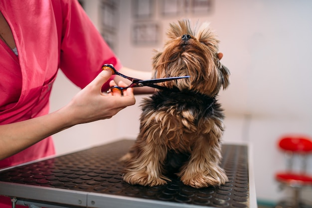 Aparador de animais faz a preparação de cães, penteado para animais domésticos. Noivo profissional e serviço de limpeza