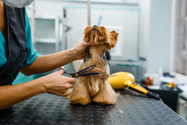 Aparador feminino com tesoura corta o cabelo de cachorro bonito após o procedimento de lavagem, salão de beleza.