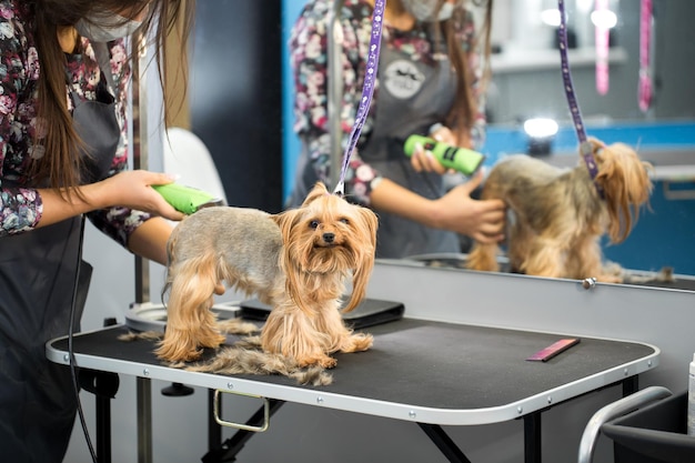 Aparador feminino corte de cabelo yorkshire terrier na mesa para tratamento de beleza no salão de beleza para cães