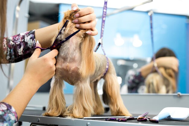 Aparador feminino corte de cabelo yorkshire terrier na mesa para tratamento de beleza no salão de beleza para cães