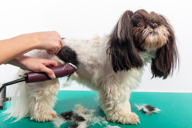Foto aparador feminino escovando shih tzu no salão de beleza aparar e cortar o pelo do cachorro shihtzu por mulher com aparador