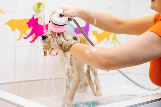 Aparador feminino lavando espuma fora limpo obediente cão Labradoodle de cabelos encaracolados com pulverizador de chuveiro no banheiro no salão de beleza. Proprietário de mulher feliz lava cuidadosamente o animal de estimação no banho em casa.