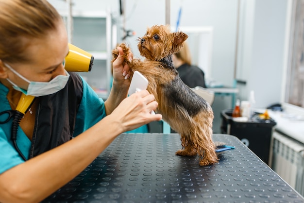 Aparador feminino penteia o pelo de um cachorrinho fofo após o procedimento de lavagem, salão de beleza.