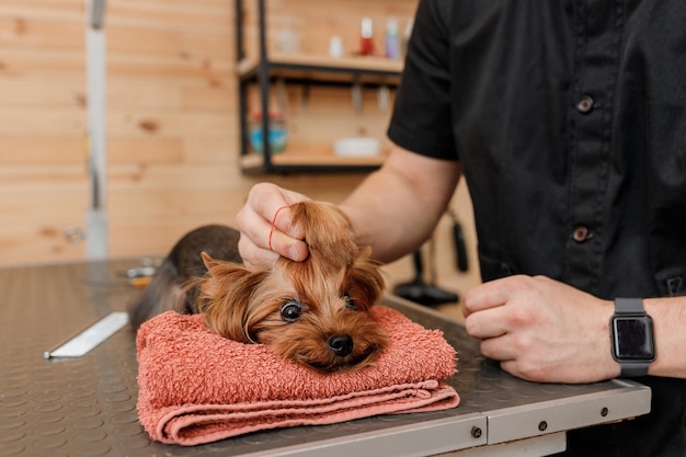 Aparador masculino escovando o cabelo do cão Yorkshire terrier com pente após o banho no salão de beleza Cabeleireira de animais de estimação mulher fazendo penteado na clínica spa veterinária