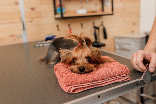 Aparador masculino escovando o cabelo do cão Yorkshire terrier com pente após o banho no salão de beleza Cabeleireira de animais de estimação mulher fazendo penteado na clínica spa veterinária