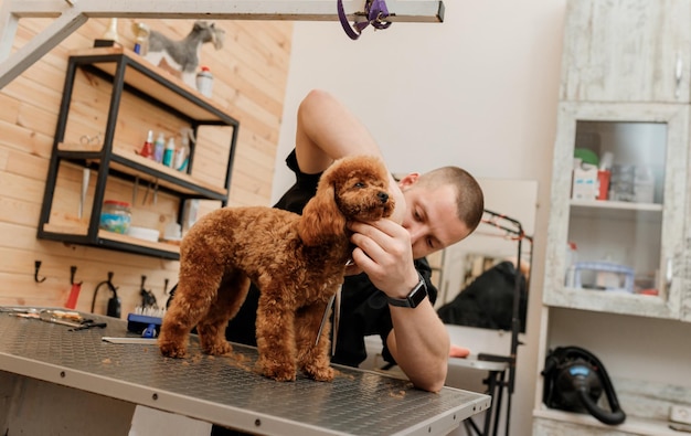 Aparador masculino profissional fazendo corte de cabelo de cachorro poodle teacup no salão de beleza com equipamento profissional