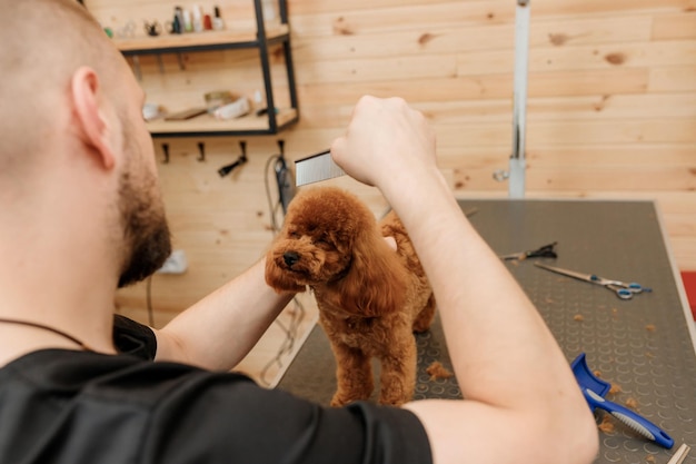 Aparador masculino profissional fazendo corte de cabelo de cachorro poodle teacup no salão de beleza com equipamento profissional