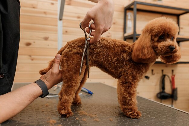 Aparador masculino profissional fazendo corte de cabelo de cachorro poodle teacup no salão de beleza com equipamento profissional