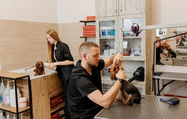 Aparador masculino profissional fazendo corte de cabelo de cachorro Yorkshire Terrier no salão de beleza com equipamento profissional