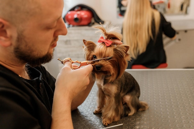 Aparador masculino profissional fazendo corte de cabelo de cachorro yorkshire terrier no salão de beleza com equipamento profissional