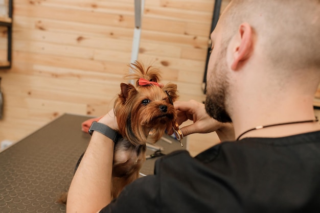 Aparador masculino profissional fazendo corte de cabelo de cachorro Yorkshire Terrier no salão de beleza com equipamento profissional