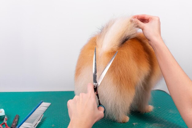 Aparador profissional cuida de Orange Pomeranian Spitz no salão de beleza animal