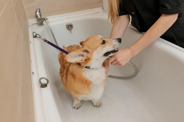 Aparador profissional qualificado lava cuidadosamente o engraçado cão Welsh Corgi Pembroke no banho antes do procedimento de preparação