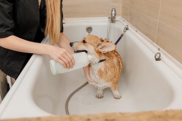 Aparador profissional qualificado lava cuidadosamente o engraçado cão welsh corgi pembroke no banho antes do procedimento de preparação