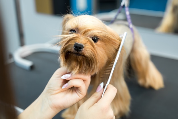 Aparar os animais, preparar, secar e modelar os cães, pentear a lã. A preparação do mestre corta e faz a barba, cuida de um cachorro. Lindo Yorkshire Terrier