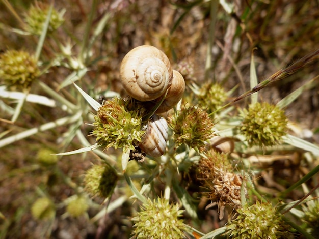 Foto el apareamiento de los caracoles