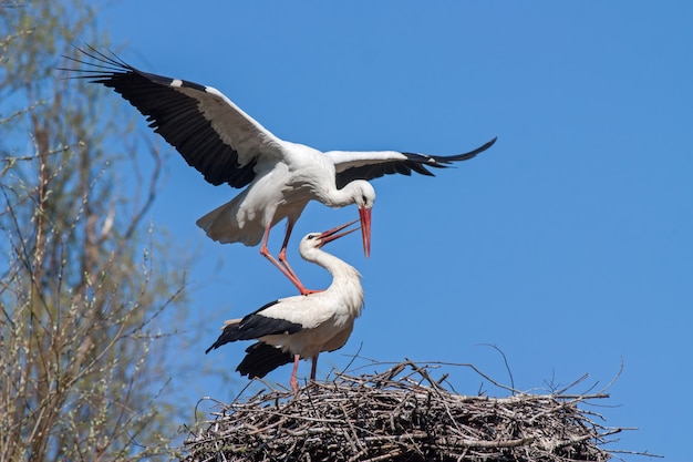 Apareamiento cigüeñas blancas ciconia ciconia