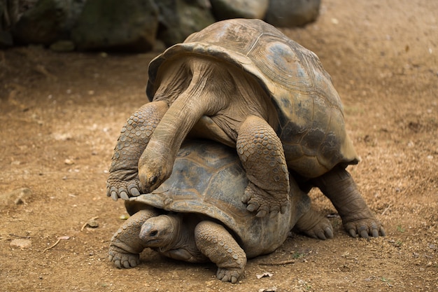 Apareamiento de tortugas en el zoológico.