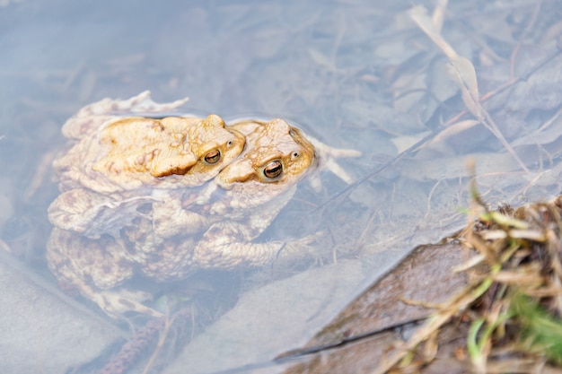 Aparear ranas en el lago