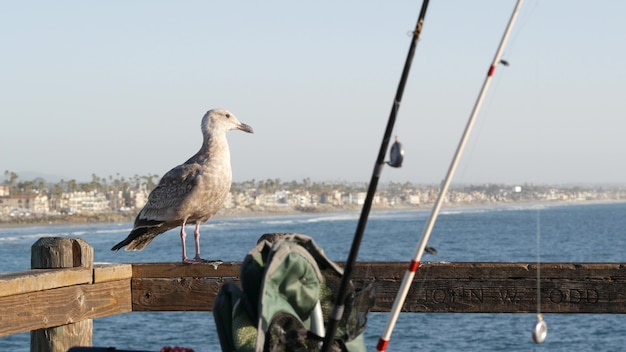 Aparejos o aparejos de pesca con caña en el muelle. California, EE.UU. Pájaro de la gaviota del océano del mar, varilla o girando.