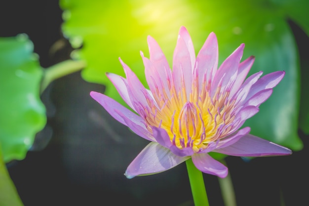 La apariencia de una flor de loto púrpura es una hermosa