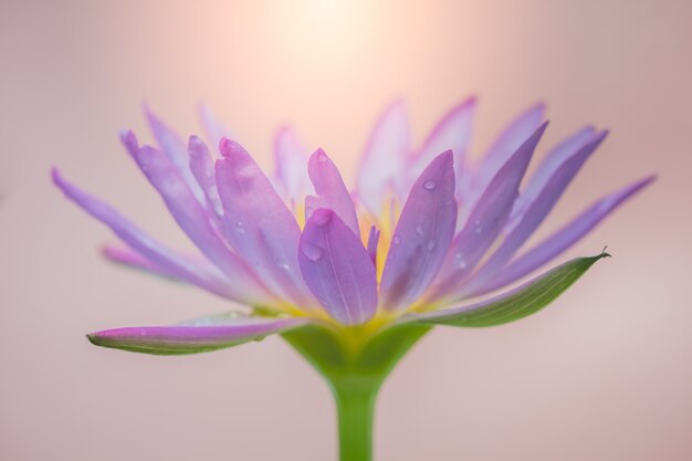 La apariencia de una flor de loto púrpura es una hermosa