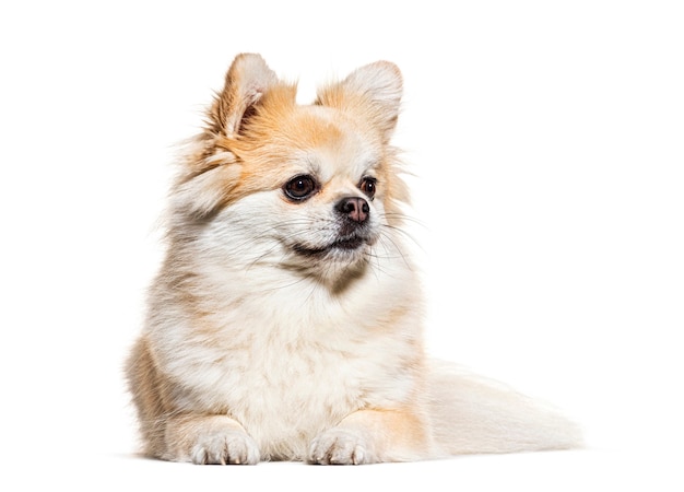 Apartar la mirada Pomerania acostado, aislado en blanco