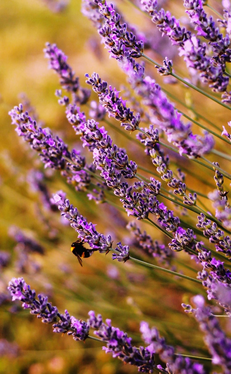 Foto ape su lavanda na toscana