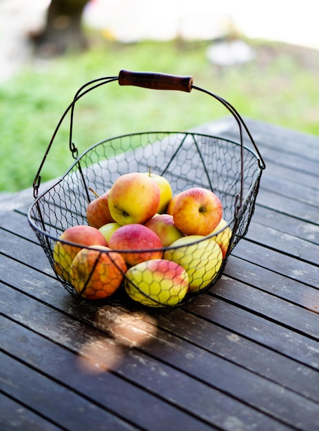 Apenas colhidas maçãs de outono na cesta de metal na mesa de madeira no jardim