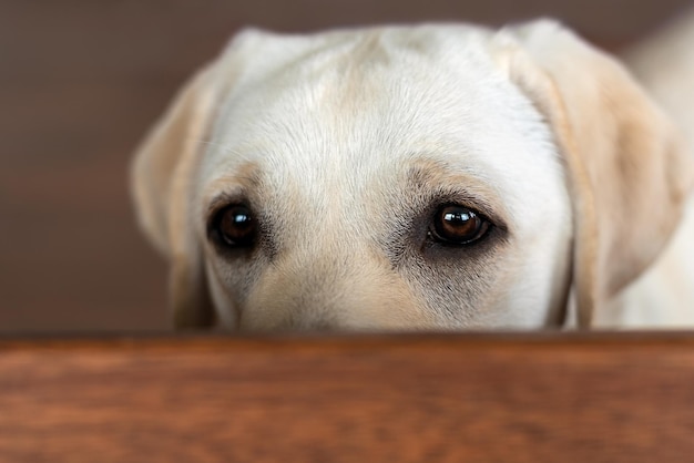 Apenas os olhos do labrador são visíveis que olham por trás dos móveis e observam o que está acontecendo