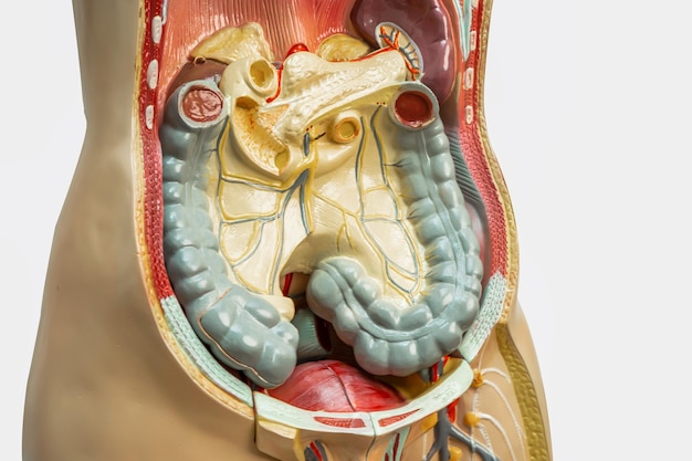 Apêndice intestinal humano e modelo de sistema digestivo anatomia para curso de formação médica ensino de medicina educação