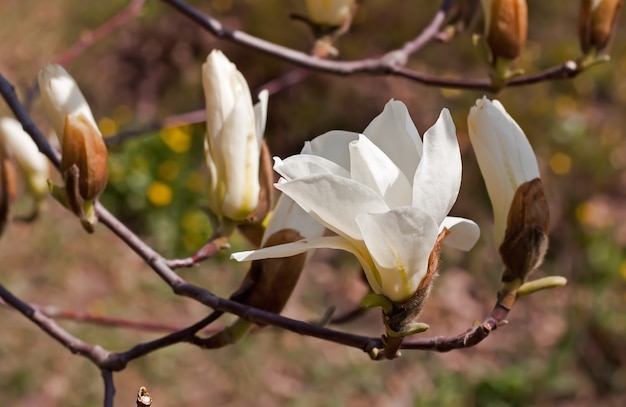 Apertura de flor de magnolia en el parque en primavera