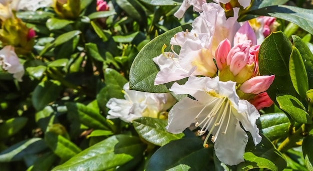 Apertura de hermosa flor de Rhododendron 'Cunningham's White' en spring garden