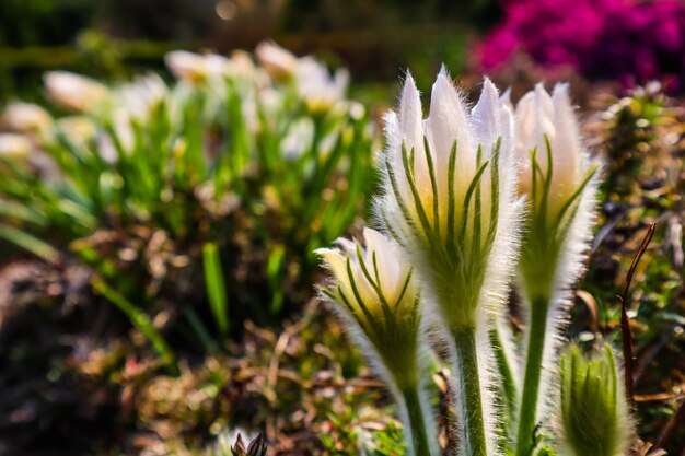 Apertura de hermosas flores blancas sedosas pulsatilla alpina en el jardín de primavera